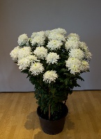 Chrysanthemum hybrid 'Blanche Poitenene'